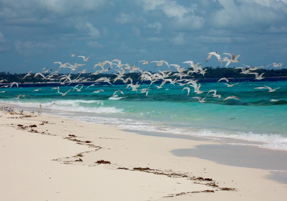 Nakupenda Beach – 20 min away from Stone Town, located between Tanzania and Zanzibar.