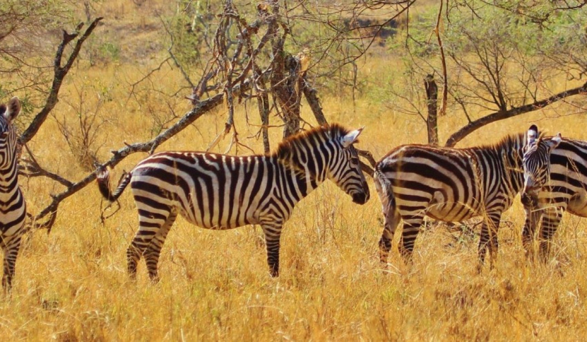 Nyerere National Park